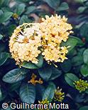 Ixora coccinea fo.lutea