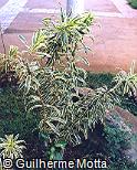 Pleomele reflexa ´Variegata´
