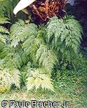 Davallia fejeensis