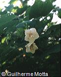 Hibiscus mutabilis