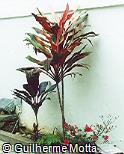 Cordyline terminalis ´Tricolor´