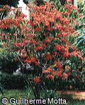 Euphorbia pulcherrima