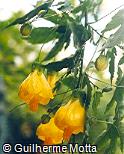 Abutilon darwinii