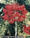 Ardisia crenata