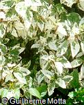 Hibiscus rosa-sinensis ´Variegata´