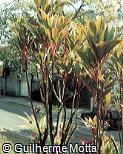 Cordyline terminalis ´Mr. Ed´