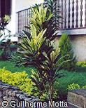Cordyline terminalis ´Turkey Tall´