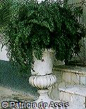 Nephrolepis biserrata