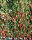 Russelia equisetiformis