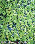 Salvinia rotundifolia