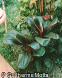 Cordyline terminalis ´Bolero´
