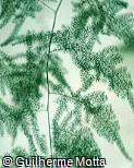 Asparagus setaceus