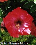 Hibiscus rosa-sinensis ´Tahiti Red´