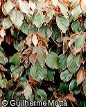 Acalypha wilkesiana var. marginata