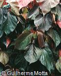 Acalypha wilkesiana var. macrophylla