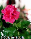 Hibiscus rosa-sinensis ´That´s Pink´