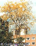 Tabebuia chrysotricha