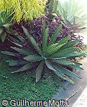 Agave lophantha