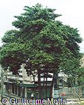 Cupressus arizonica