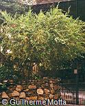 Duranta repens var. alba