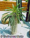 Pachypodium lamerei