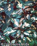 Graptophyllum pictum ´Tricolor´