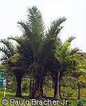 Raphia farinifera