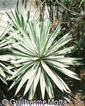 Agave angustifolia var. marginata