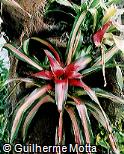 Neoregelia carolinae ´Tricolor´