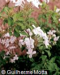 Plumbago capensis fo. alba