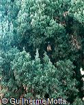 Cupressus sempervirens