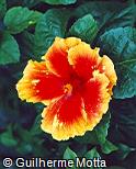 Hibiscus rosa-sinensis ´Razzie Dazzie´
