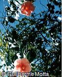 Allamanda blanchetii