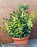 Ruscus hypoglossum