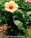 Hibiscus rosa-sinensis ´Bari´