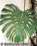Monstera deliciosa