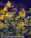 Galphimia brasiliensis