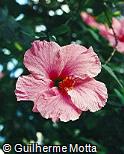 Hibiscus rosa-sinensis ´Nazaria´