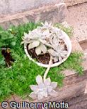 Graptopetalum paraguayense