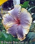 Hibiscus rosa-sinensis ´Louise Bennett´