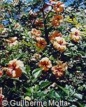 Hibiscus rosa-sinensis ´Gelia Castillio´