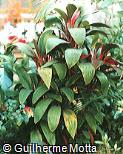 Cordyline terminalis ´Baby doll´