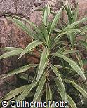 Dracaena deremensis