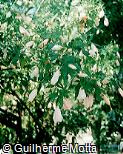 Malvaviscus arboreus ´Rosea´