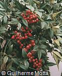 Nandina domestica