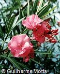 Nerium oleander ´Splendens Double Pink´