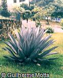 Agave americana var. expansa