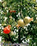 Punica granatum