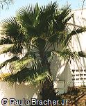 Borassus flabellifer