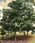 Coffea arabica